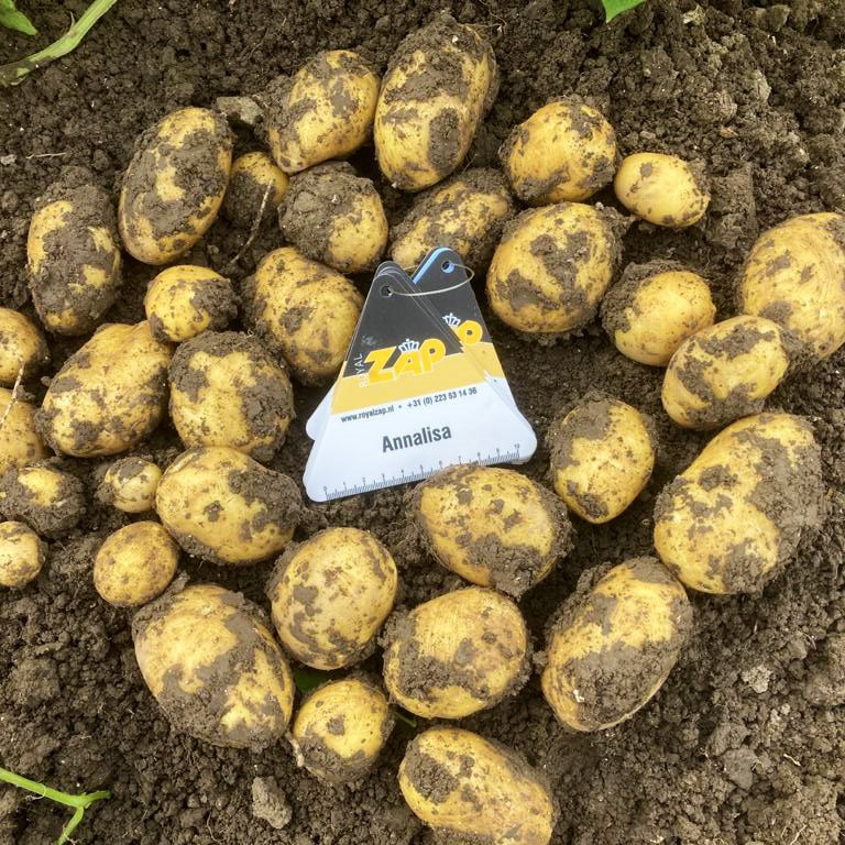 Your Partner In Seed Potatoes | ZAP BV